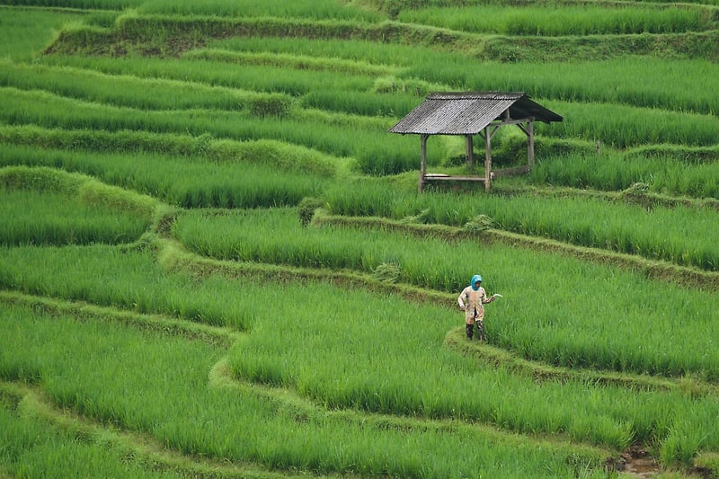 Rooftop farming